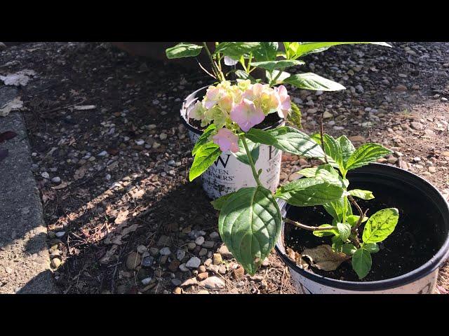 Nikko Blue Hydrangea | Update | The Thrifted Planter