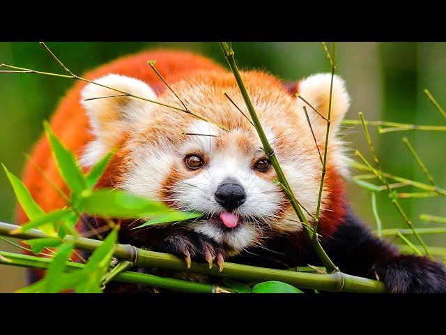 Red Panda Facts: the ORIGINAL PANDA | Animal Fact Files