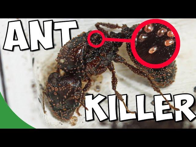 The FIGHT Against The Mites | Mini Documentary