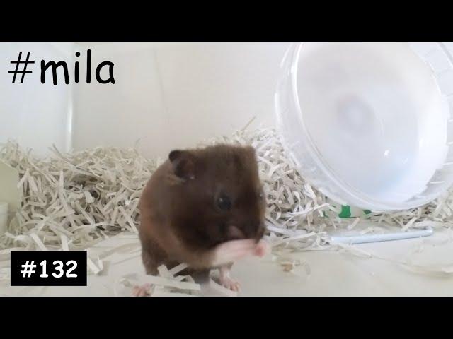 mila #132 Snack from hand