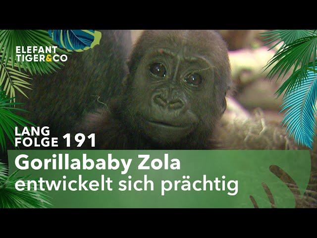 Gorillababy des Zoo Leipzig macht große Fortschritte (Langfolge 191) | Elefant, Tiger & Co. | ARD