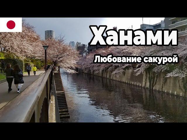 Hanami. Top places to enjoy sakura in Tokyo