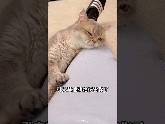 猫咪临终心声：4句告别留言Your cat's dying words: 4 farewell messages! #新手养猫 #养猫经验分享 #貓咪#猫咪的迷惑行为 #猫咪行为学 #cat