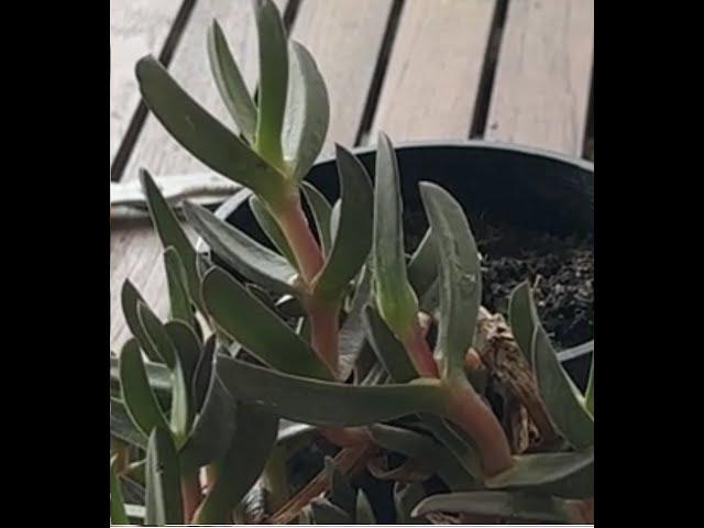 Propagating Carpobrotus from cuttings