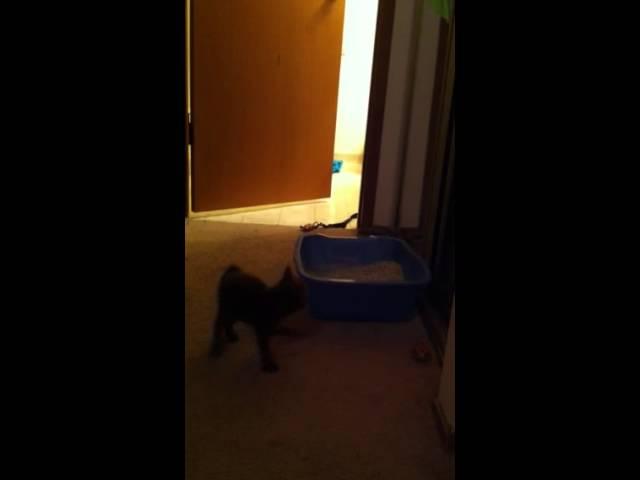 Hold on Cat Named Joe!!