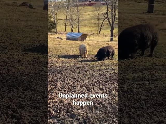 Who’s baby daddy? #kunekune #farmlife #pigs