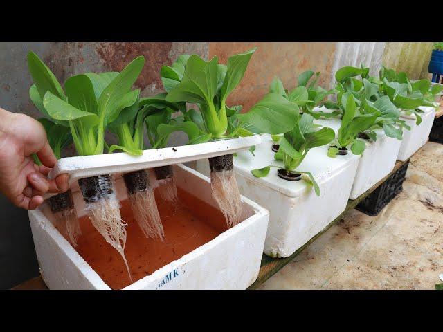 Growing Hydroponic Vegetable Garden at Home - Easy for Beginners