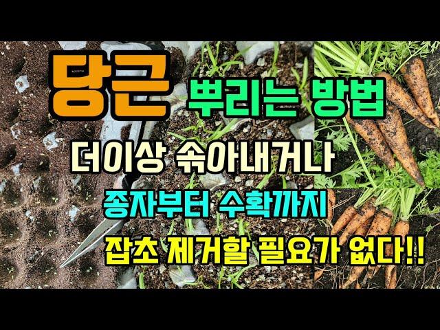 당근을 뿌리는 기발한 방법 더이상 솎아내거나 파종부터 수확까지 잡초를 제거할 필요가 없는 쉽게 당근 키우는법