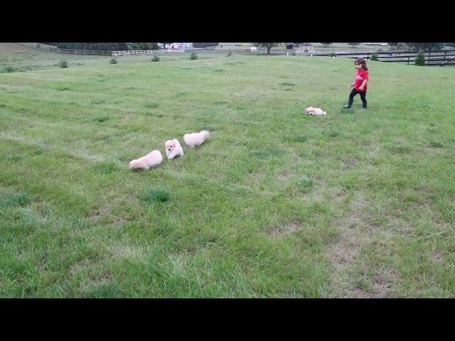 Maltipoo Puppies For Sale