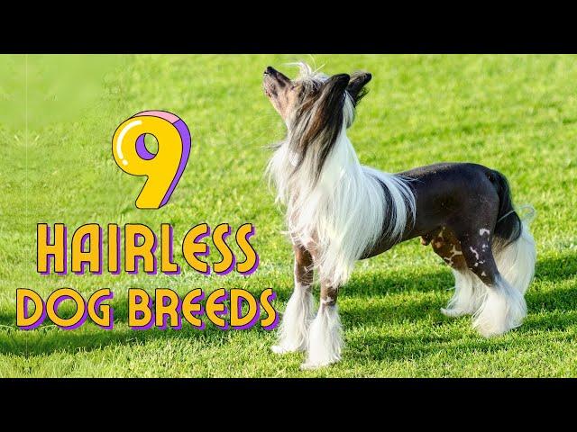 9 Hairless Dog Breeds That Are Just Awesome