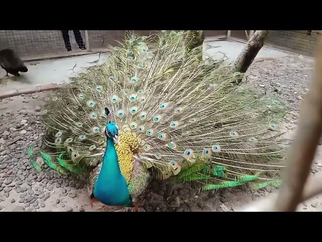 204 - Feathered Friends and Forest Royalty: A Captivating Safari at Ragunan Zoo, Jakarta.