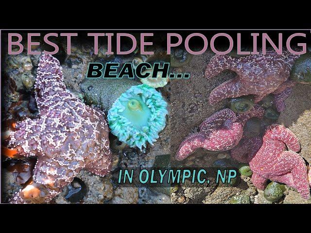 BEST Olympic National Park Beach to Tide Pool for Starfish