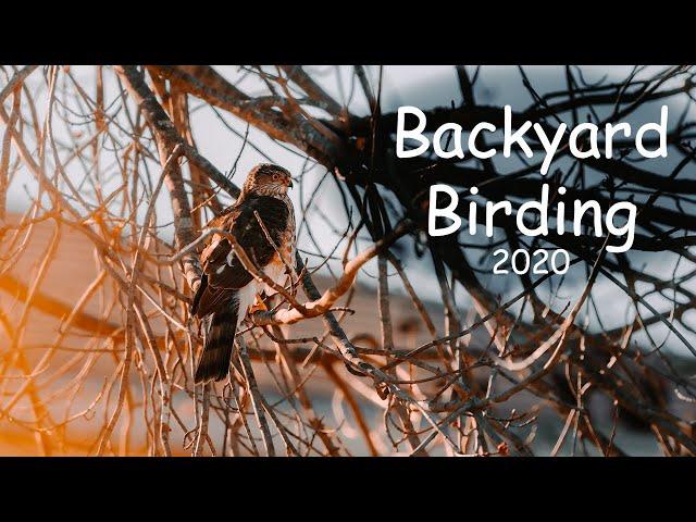 Backyard Birding in Isolation | 7 species + 2 mammals | Ontario Canada | Coronavirus activities