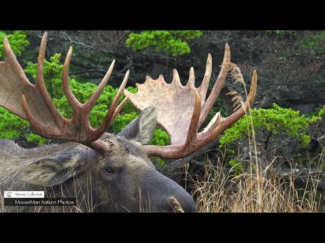 What Happens When Bull Moose Try to Steal Another Bulls Cows? | MooseMan Nature Photos Video