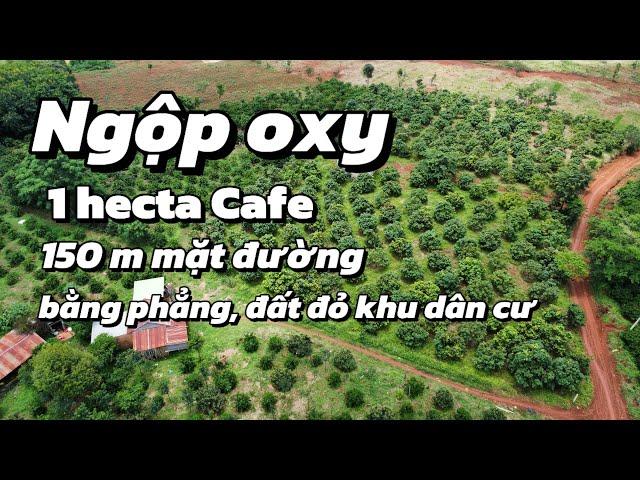 (379) Bán gấp mảnh vườn Cafe đất đỏ bằng như sân, đang cho thuê 50 triệu / 1 năm