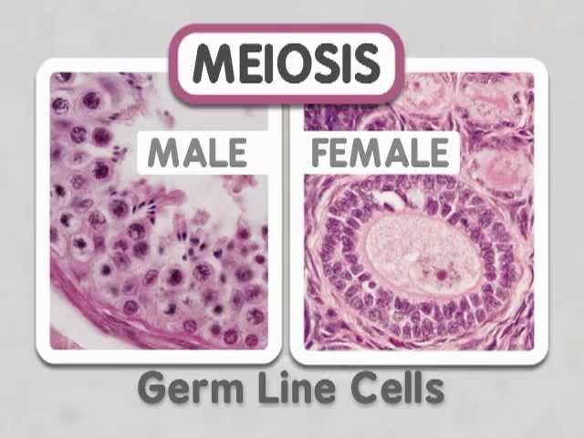 Meiosis