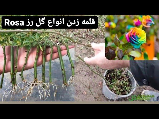 Rose cuttings Propagate roses in a simple and easy way