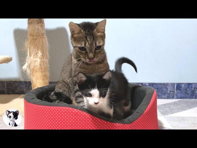 How did a talking rescued kitten and a non-blood-related older cat become a parent and child?