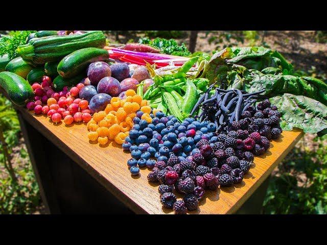 Backyard Gardening Harvest, Sustainable Permaculture Food Forest