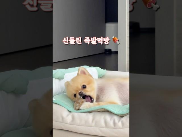족발 먹방 찍는 강아지  #젤리영상 #강아지젤리 #강아지 #귀여운강아지 #포메 #포메라니안 #Pomeranian #pet #강아지브이로그 #강아지쇼츠 #강아지먹방