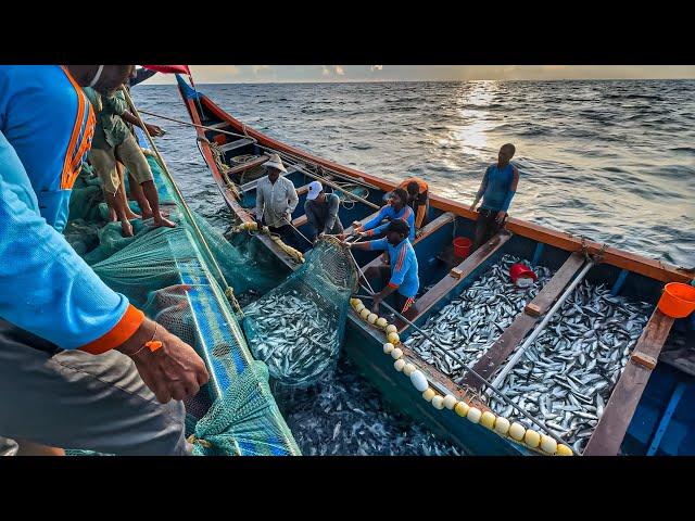 Amazing‼️THE BIGGEST CATCH EVER!! Billions of Mackerel Fish Caught in Single Day! WOW