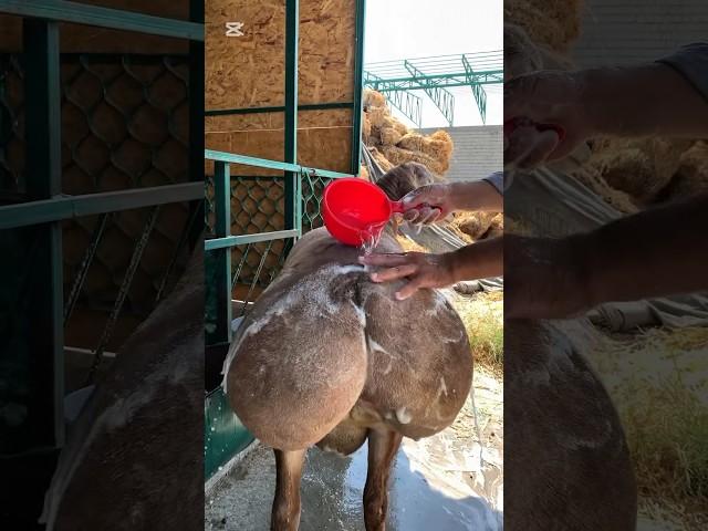 АЙ САЙЫН 1 ЖОЛУ БАНЯГА ТУШСОМ , БУЛ ЖАКТА КОЧКОРДУ ЖУМАСЫНА #арашан_койлору