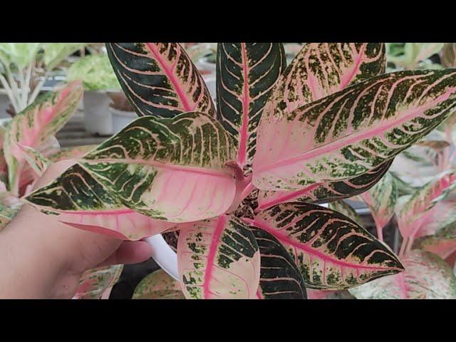 JUM'AT MUBAROK || AGLAONEMA HARGA SPESIAL