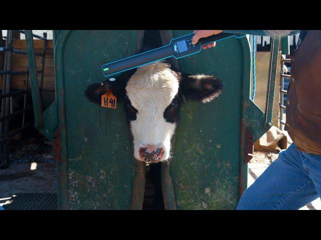 Alabama Beef Systems Videos: Electronic Animal Identification