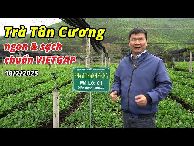 Trà Tân Cương Thái Nguyên Ngon & Sạch chuẩn VIETGAP - Vụ Xuân 2025