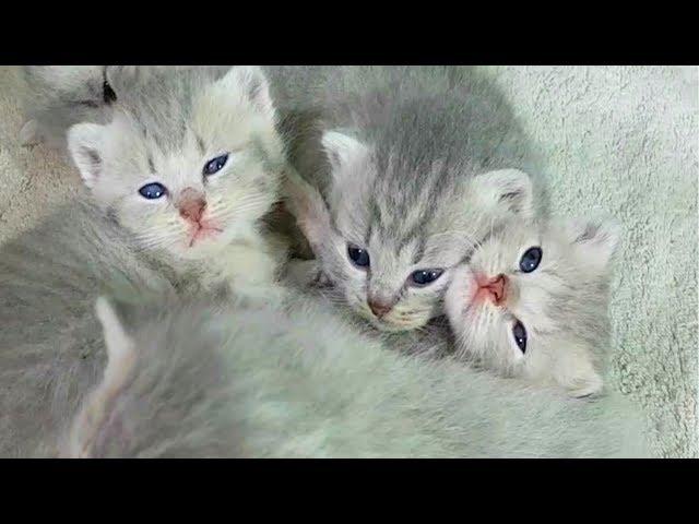 Lullaby for kittens