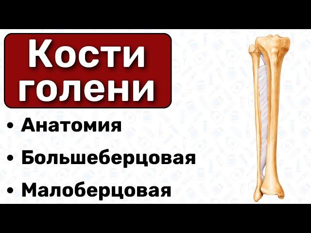 Кости голени: большеберцовая и малоберцовая, строение, анатомия