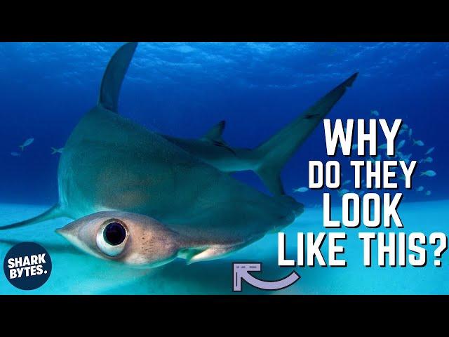 Hammerhead Sharks: Why Do Their Heads Look Weird?