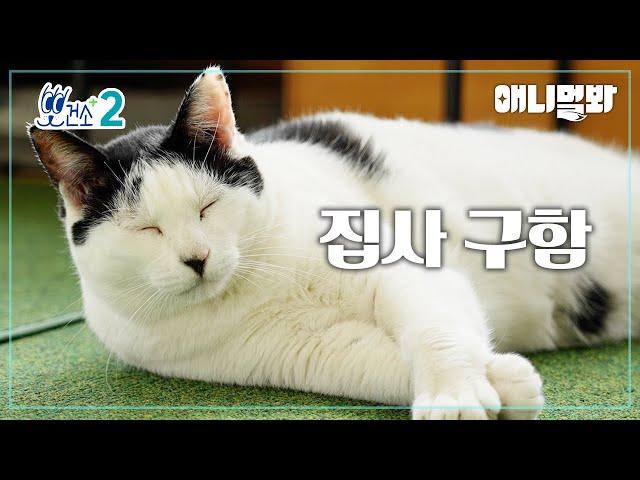 [Dr Paw Adoption Project- Ep 7]Endured Through Gun Shots, Strong Cat, 'Baby'