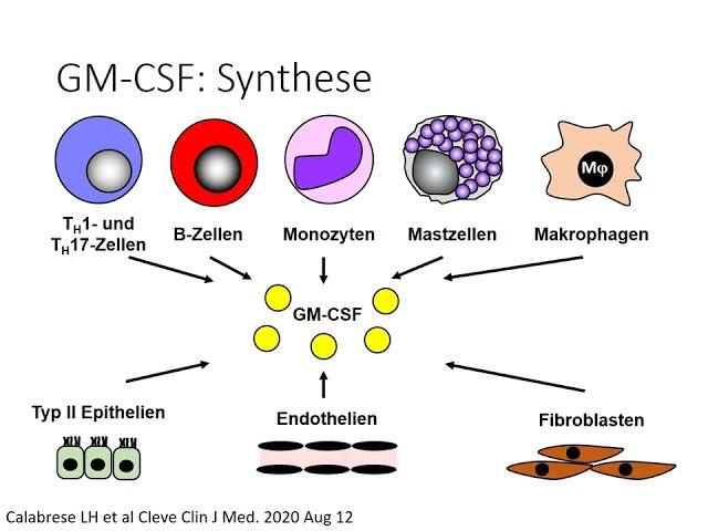 G-CSF und GM-CSF