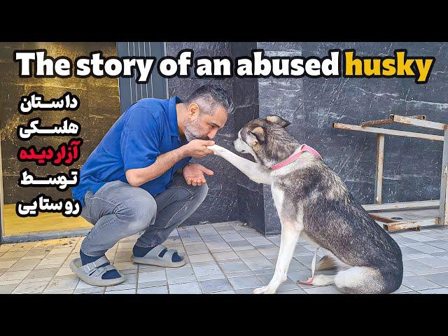 Saving an Innocent Husky from Abuse | A Story of Courage, Compassion, and Hope