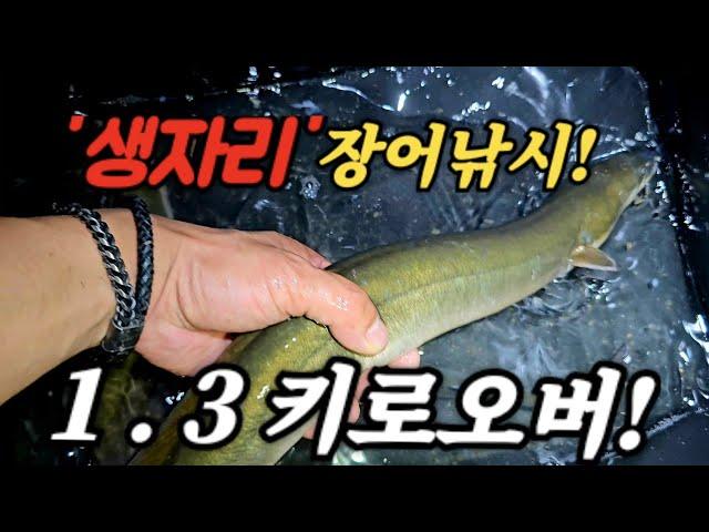 '생자리' 를 팠더니.. 1. 3키로 대물장어가??