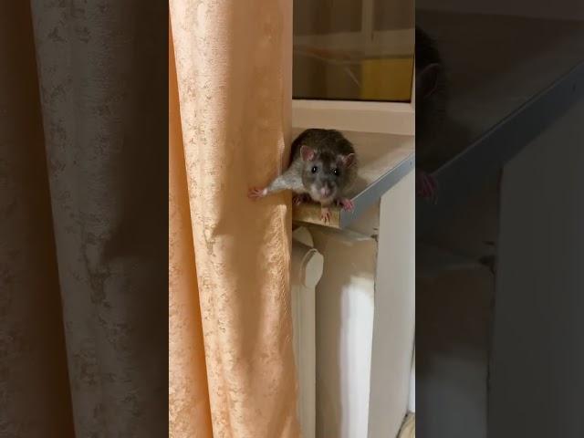 А вот он я! #rat #крыса #animal #грызун