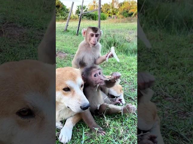 Happiness family monkey and dog | #shorts #concept #youtubeshorts #diy #Love #idea