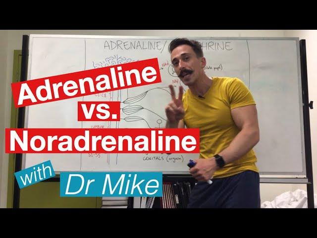 Adrenaline versus Noradrenaline | epinephrine versus Norepinephrine