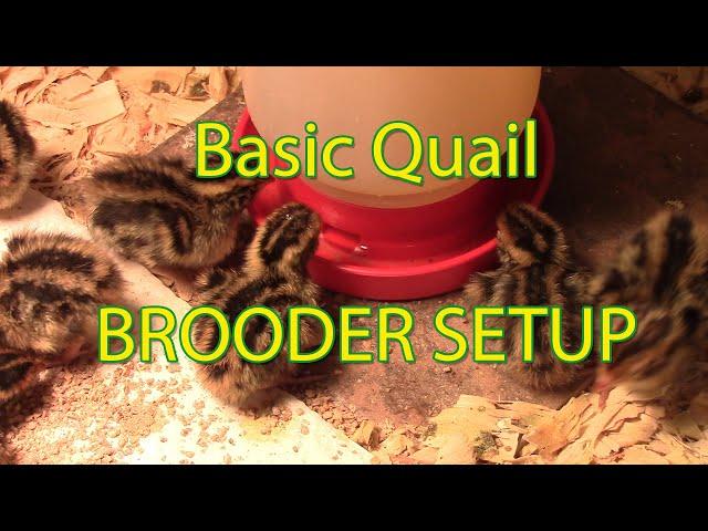 New hatch & brooder set up for coturnix quail