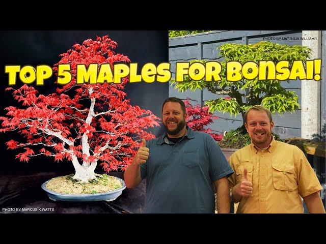 Top 5 Japanese Maples Commonly Used For Bonsai!