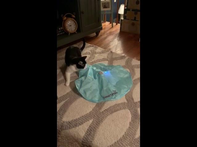 Naomi playing with smartykat cat toy