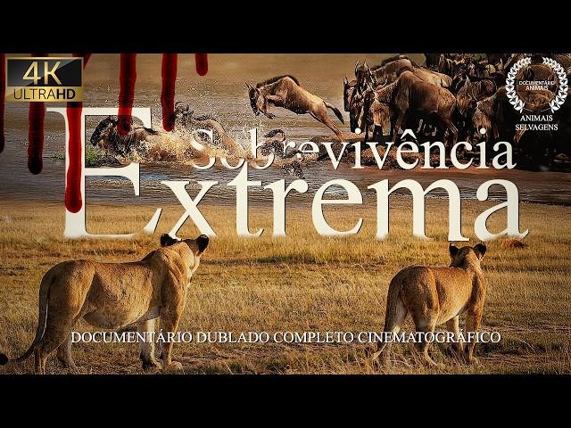 SAVANA AFRICANA | A Migração Mortal: Gnus Contra os Predadores Supremos | Documentário Vida Selvagem