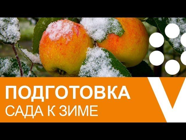 ПОДГОТОВКА САДА К ЗИМЕ: какие работы СТОИТ СДЕЛАТЬ, а от каких лучше отказаться