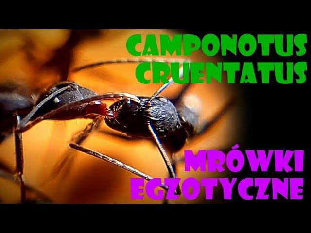 Camponotus cruentatus- gigantyczne mrówki egzotyczne- kilka słów