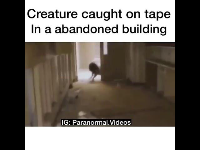 Creature Caught On Tape | real or fake? |