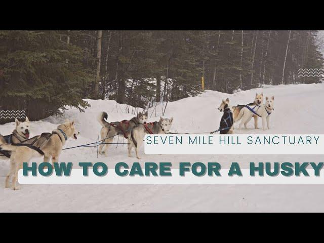 HOW TO CARE FOR A HUSKY!  Seven Mile Hill Sanctuary Alaskan Frontier Journey