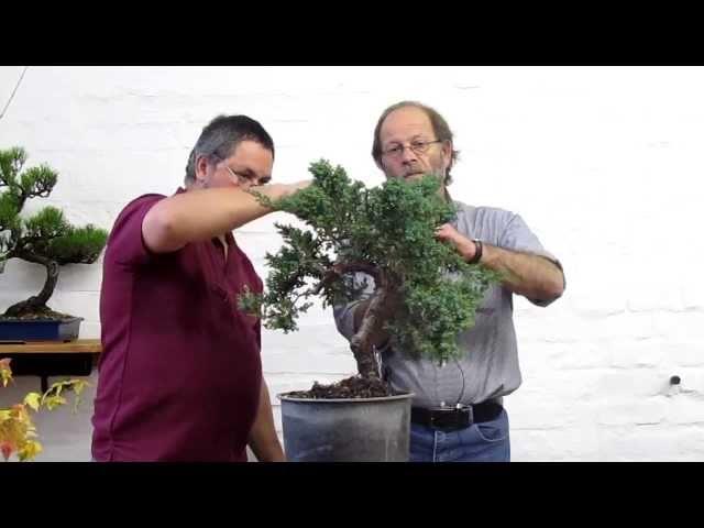 First styling of a Juniper bonsai tree