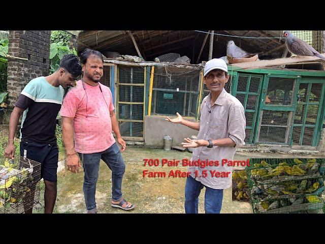 700 Pair Budgies Parrot Breeding Farm After 1.5 Years Julfikkar Bhai.