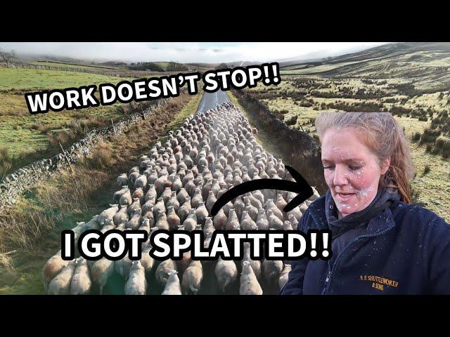 Massive sheep jobs, I GOT SQUIRTED ON!!!